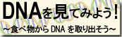 DNAを見てみよう！